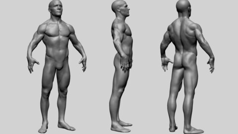 Male Anatomy C
