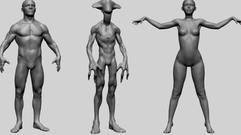 Male Female and Creature Anatomy