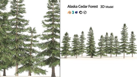 Alaskan Cedar Forest