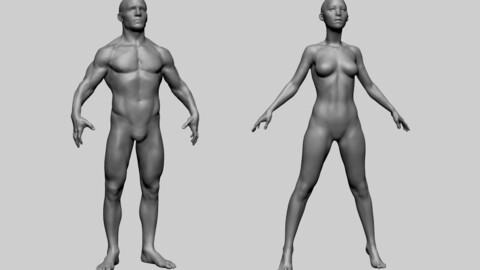 Male-Female Head and Body Basemesh Collection