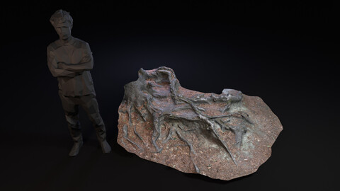 Beech forest ground 4 of 6