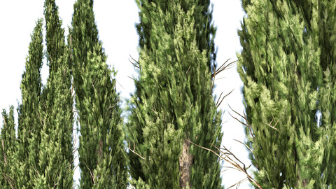 Common Cypress Trees row