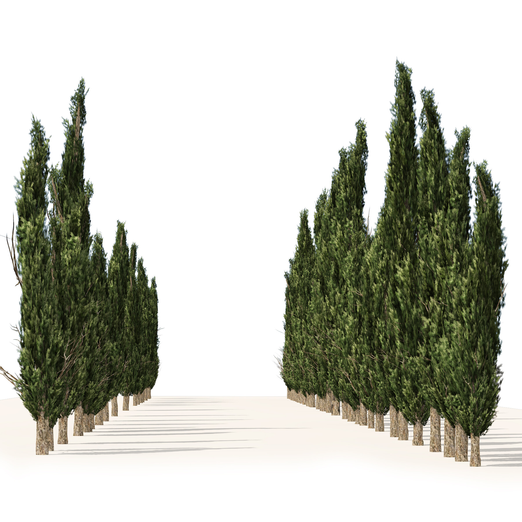 ArtStation - Common Cypress Trees row | Resources