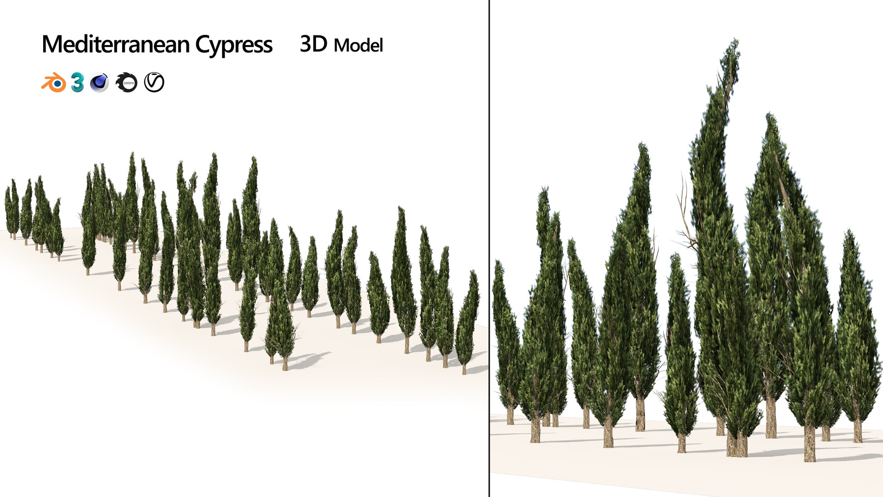 ArtStation - Common Cypress Trees row | Resources