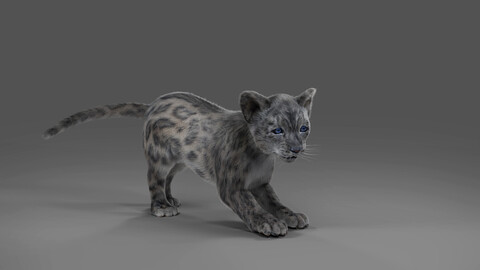 Fur Baby Snow Leopard Rigged and Animated in Blender