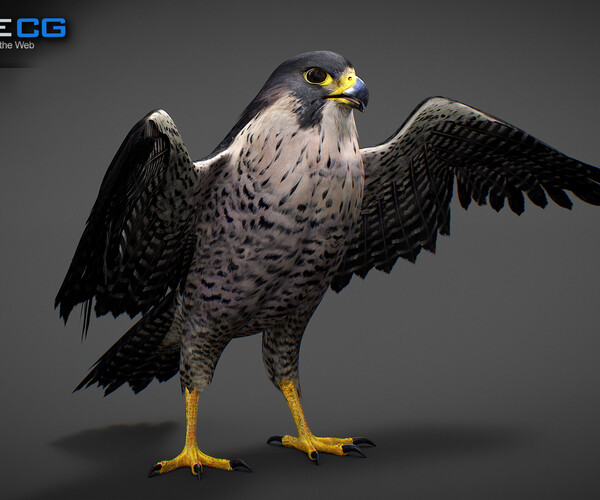 ArtStation - 3D Animated Falcon | Game Assets