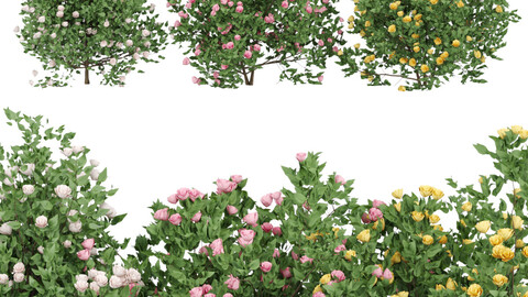 flowering bushes collection vol 42 3D_Model