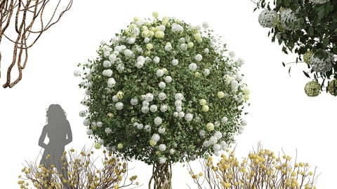 Viburnum Opulus Roseum Decorative Bush Edgeworthia Chrysantha