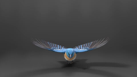 Lazuli Bunting Bird Animated | VFX Grace