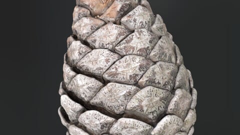 Pinecone from real!