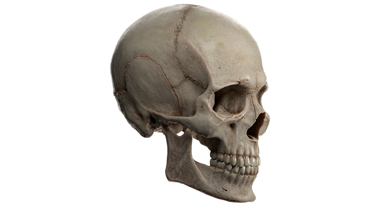 Human Skeleton Skull PNG, image size:1280x720