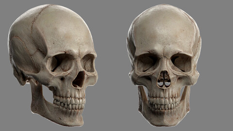 Human Skull