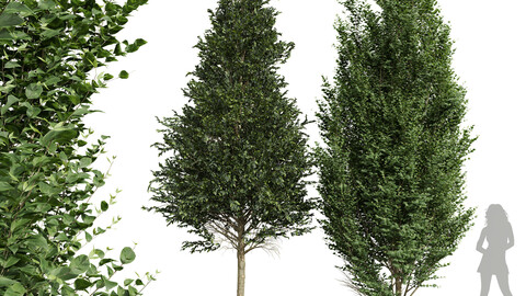 New Tree Carpinus Betulus Broadleaf 001