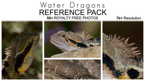 Creature Design Reference Pack - Water Dragons - 50+ Royalty Free Photos