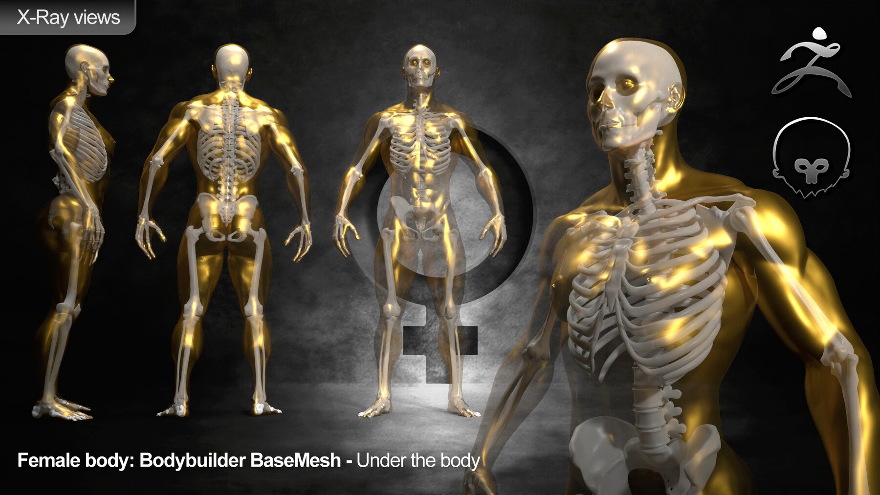 ArtStation - Human Female [ Body/Skin Basemesh ] Bodybuilder | Resources