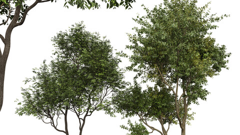 New Plant Eucalyptus Sweet Chestnut Tree