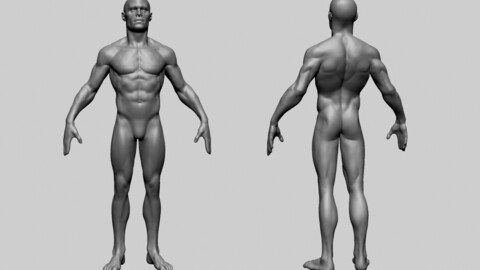 Base Male Anatomy B