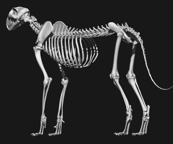 ArtStation - Cheetah Skeleton | Resources