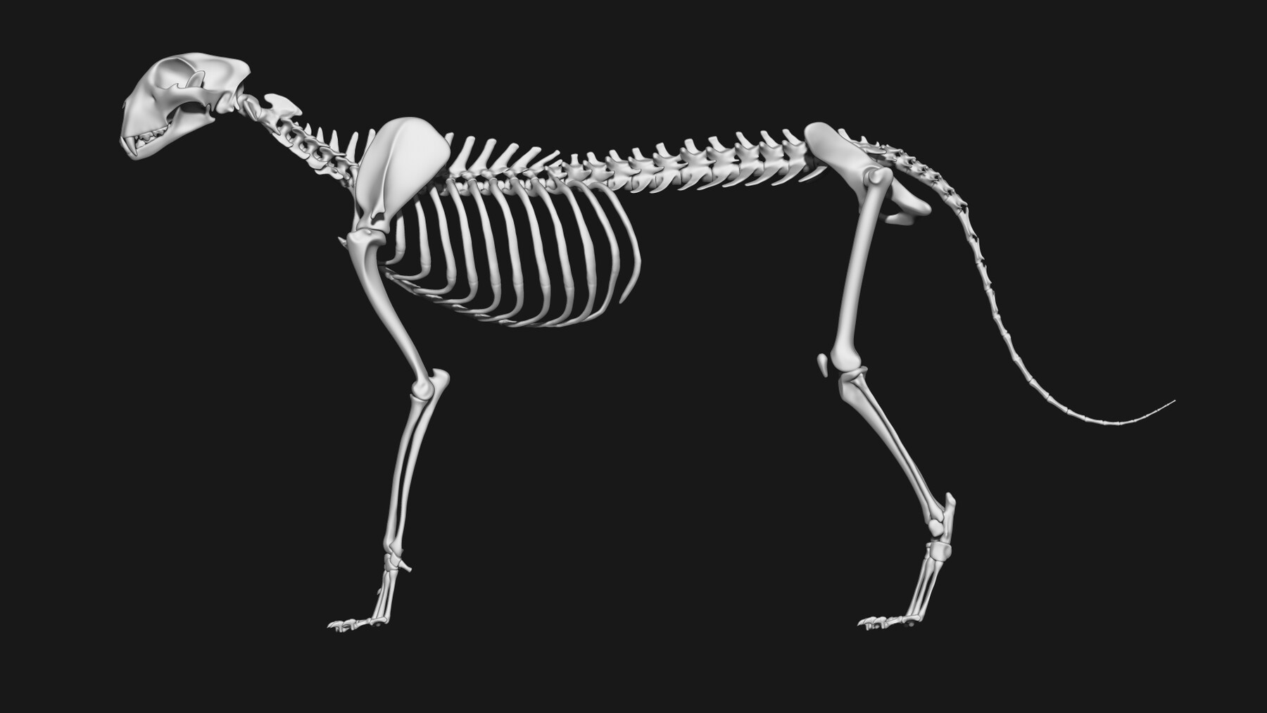 ArtStation - Cheetah Skeleton | Resources