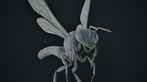 Tetragonisca angustula Anatomic Model - 3D Printing