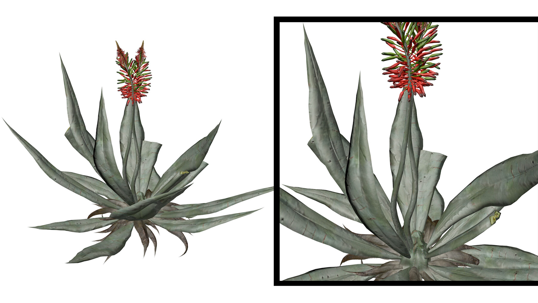 Aloe Vera #05 - High Poly Plant (3D Model)