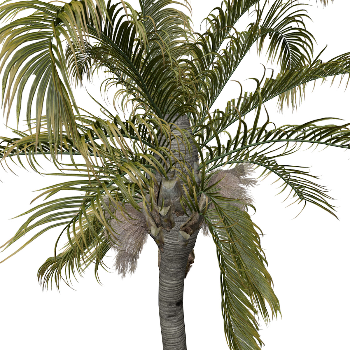 ArtStation - Queen Palm #08 - High Poly Tree (3D Model) | Game Assets