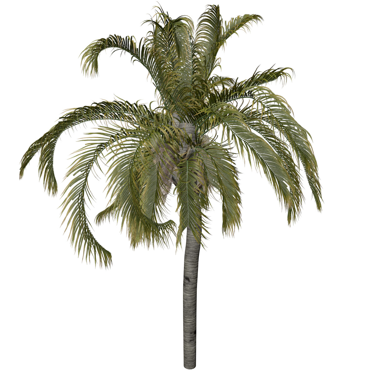 ArtStation - Queen Palm #10 - High Poly Tree (3D Model) | Game Assets