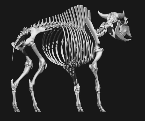 ArtStation - Bison skeleton | Resources