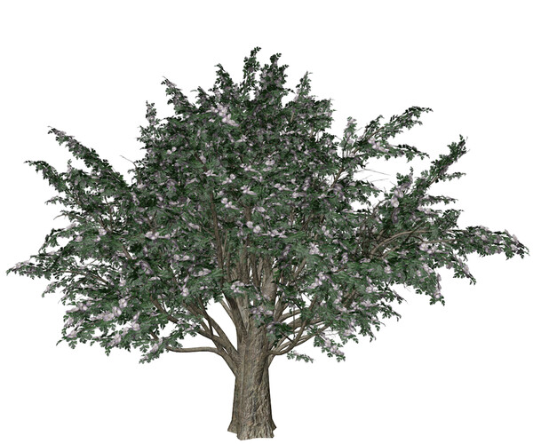 ArtStation - Common Hawthorn #08 - High Poly Tree (3D Model) | Game Assets