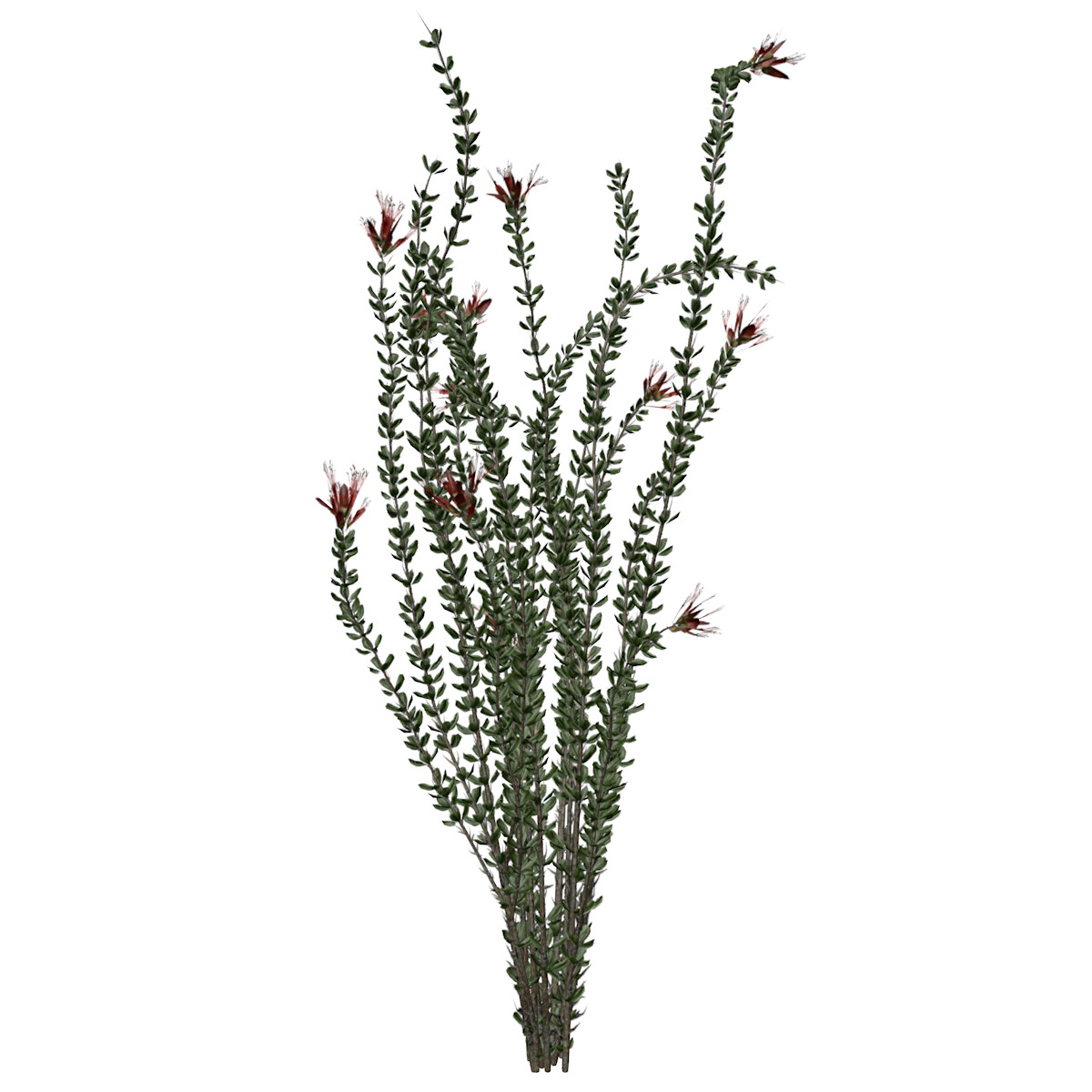 ArtStation Ocotillo 01 High Poly Plant (3D Model) Game Assets