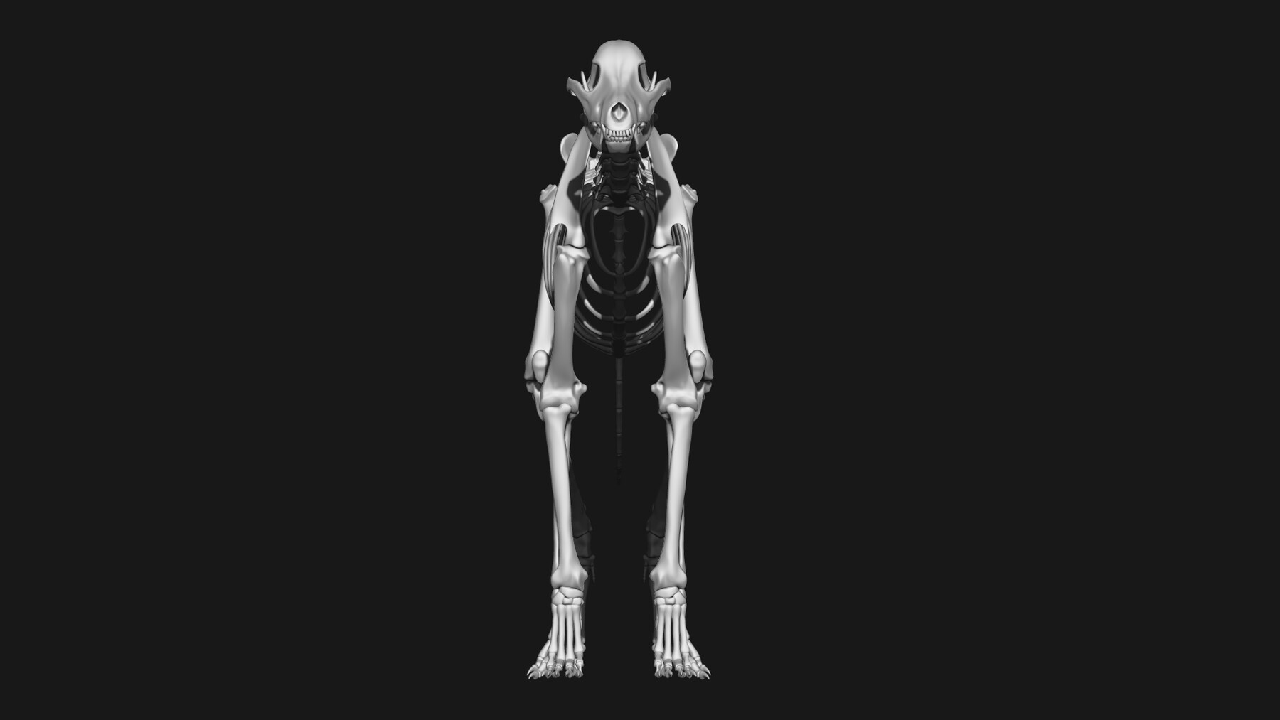 ArtStation - Dog & Cheetah | Resources