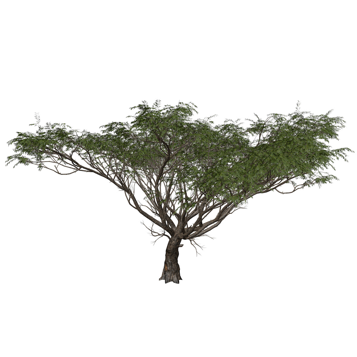 Artstation Acacia Tree 01 High Poly Tree 3d Model Game Assets