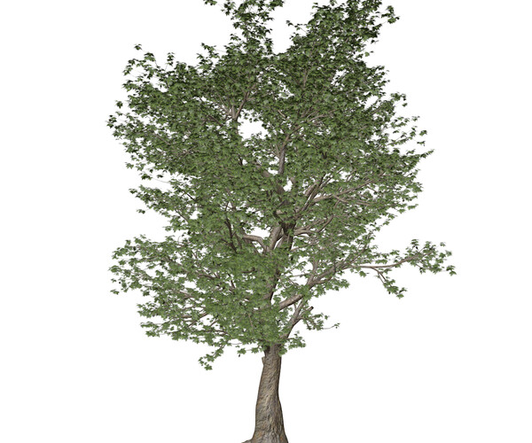 ArtStation - American Sycamore Tree #01 - High Poly Tree (3D Model ...