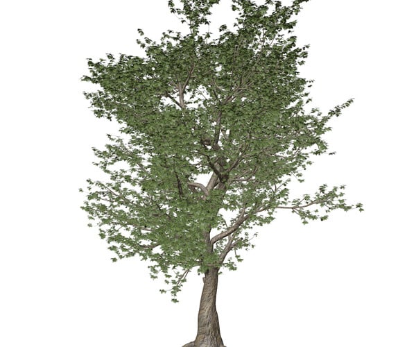 ArtStation - American Sycamore Tree #03 - High Poly Tree (3D Model ...