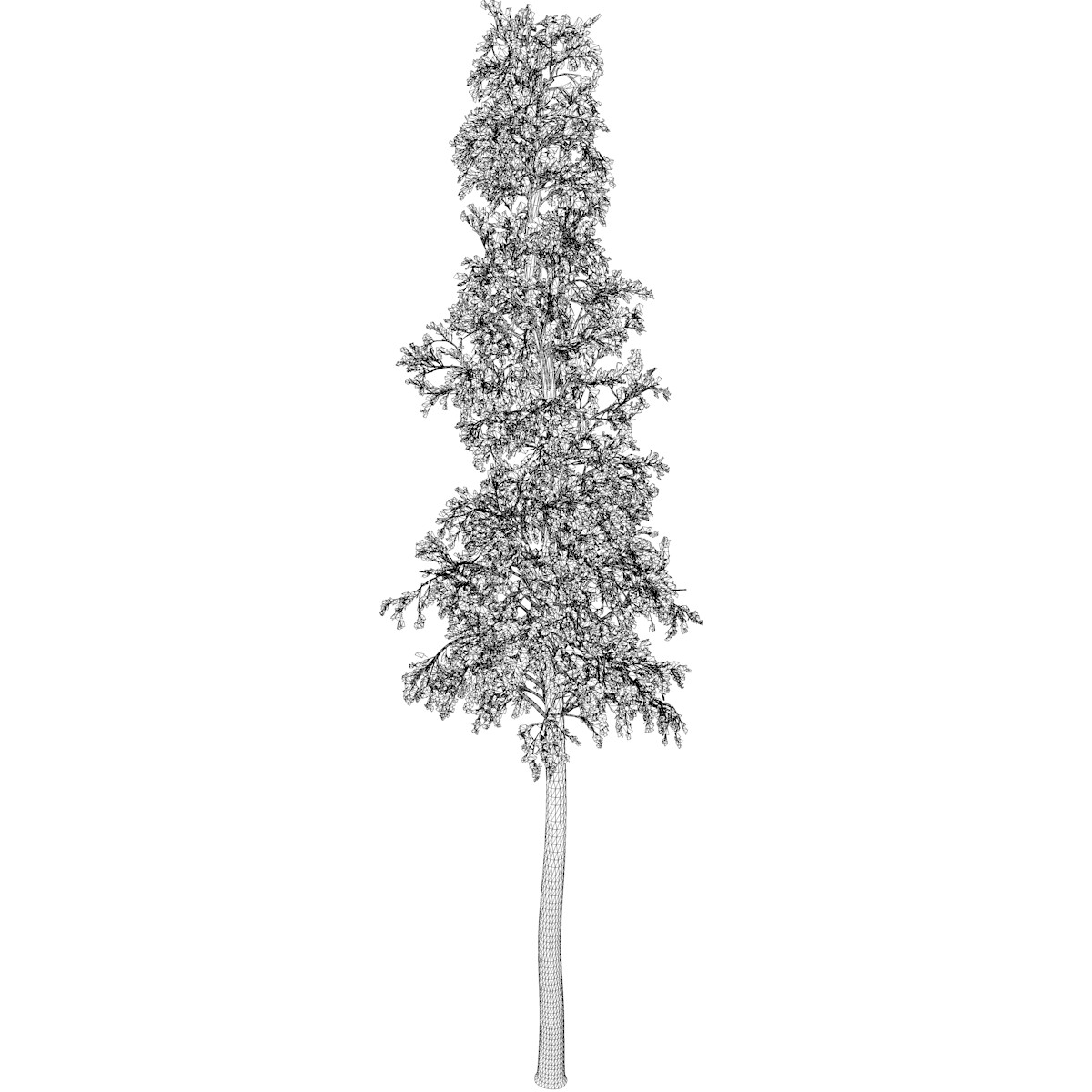 Quaking Aspen Tree 3D Model 11.7m 3D Model $19 - .unknown .c4d .max .obj  .upk - Free3D