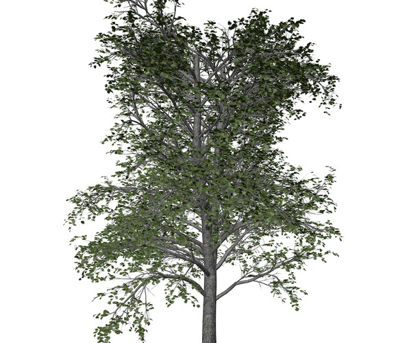 ArtStation - European Linden Tree #04 - High Poly Tree (3D Model ...