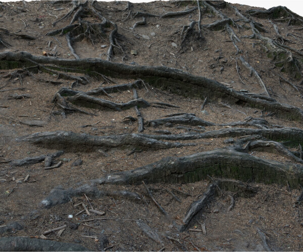 ArtStation - Spruce Forest Tree Roots Terrain #10 RAW 3D Scan 1x16k ...