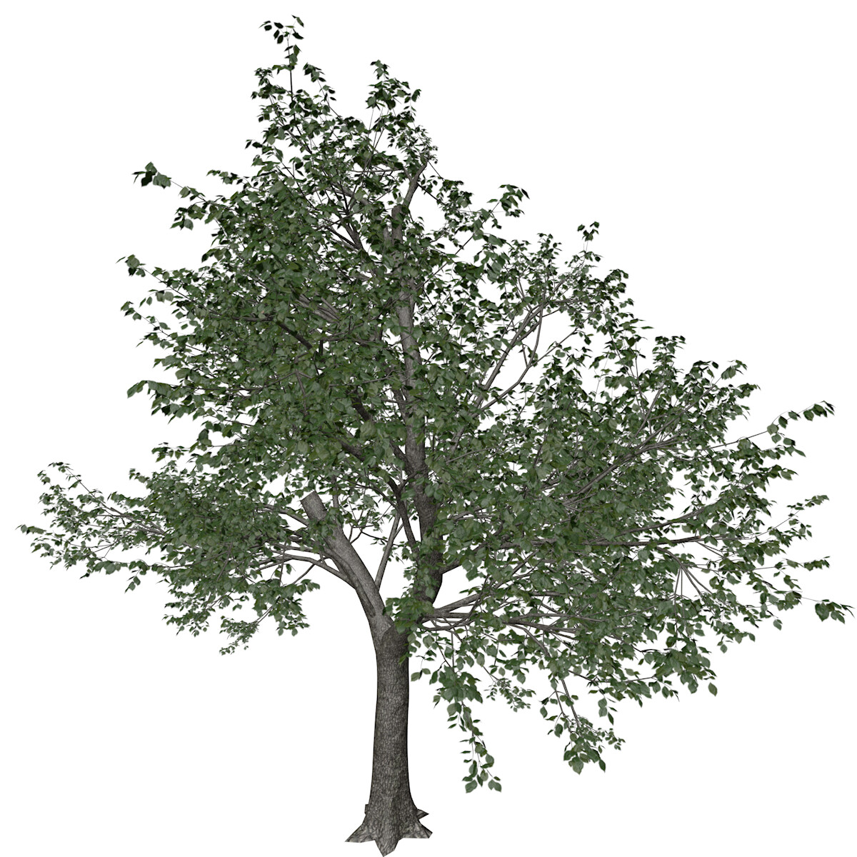 ArtStation - Green Ash Tree #07 - High Poly Tree (3D Model) | Game Assets