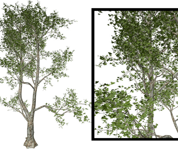 ArtStation - London Plane Tree #05 - High Poly Tree (3D Model) | Game ...