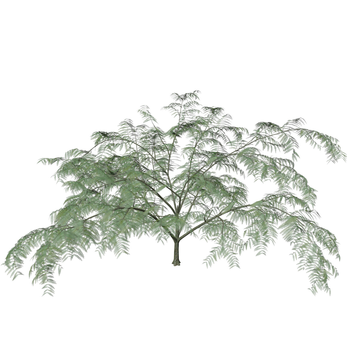 ArtStation - Mimosa Tree #01 - High Poly Tree (3D Model) | Game Assets