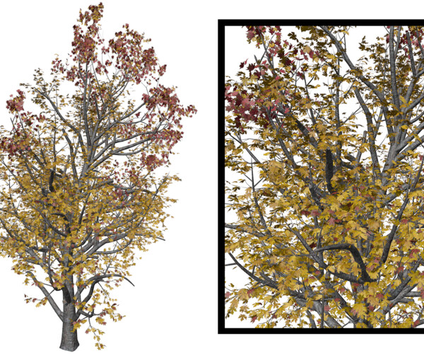 ArtStation - Mountain Maple Tree (in Fall) #09 - High Poly Tree (3D ...