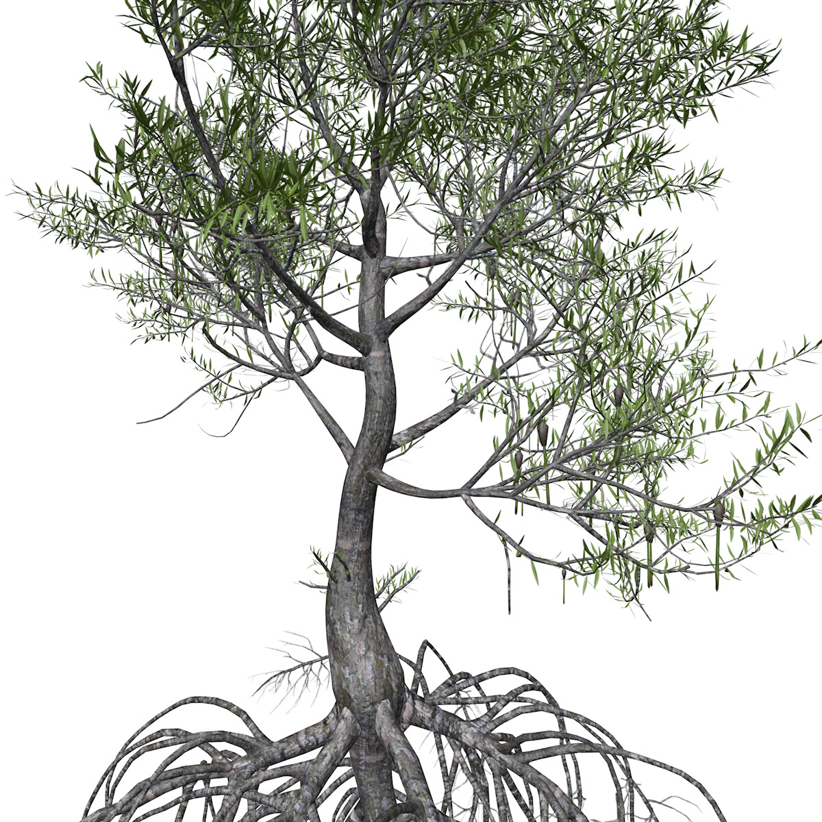 ArtStation - Red Mangrove Tree #09 - High Poly Tree (3D Model) | Game ...