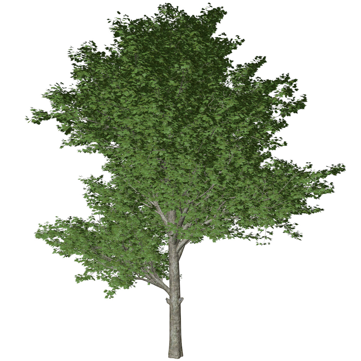 ArtStation - Red Maple Tree #06 - High Poly Tree (3D Model) | Game Assets