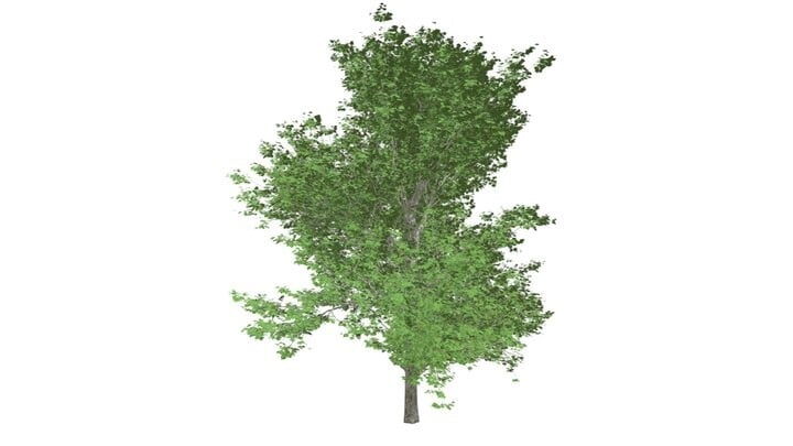 ArtStation - Red Maple Tree #07 - High Poly Tree (3D Model) | Game Assets