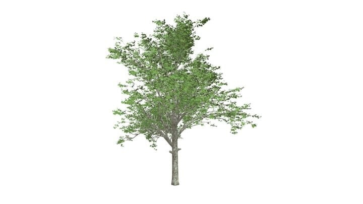 ArtStation - Red Maple Tree #08 - High Poly Tree (3D Model) | Game Assets