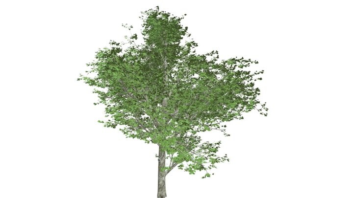 ArtStation - Red Maple Tree #09 - High Poly Tree (3D Model) | Game Assets