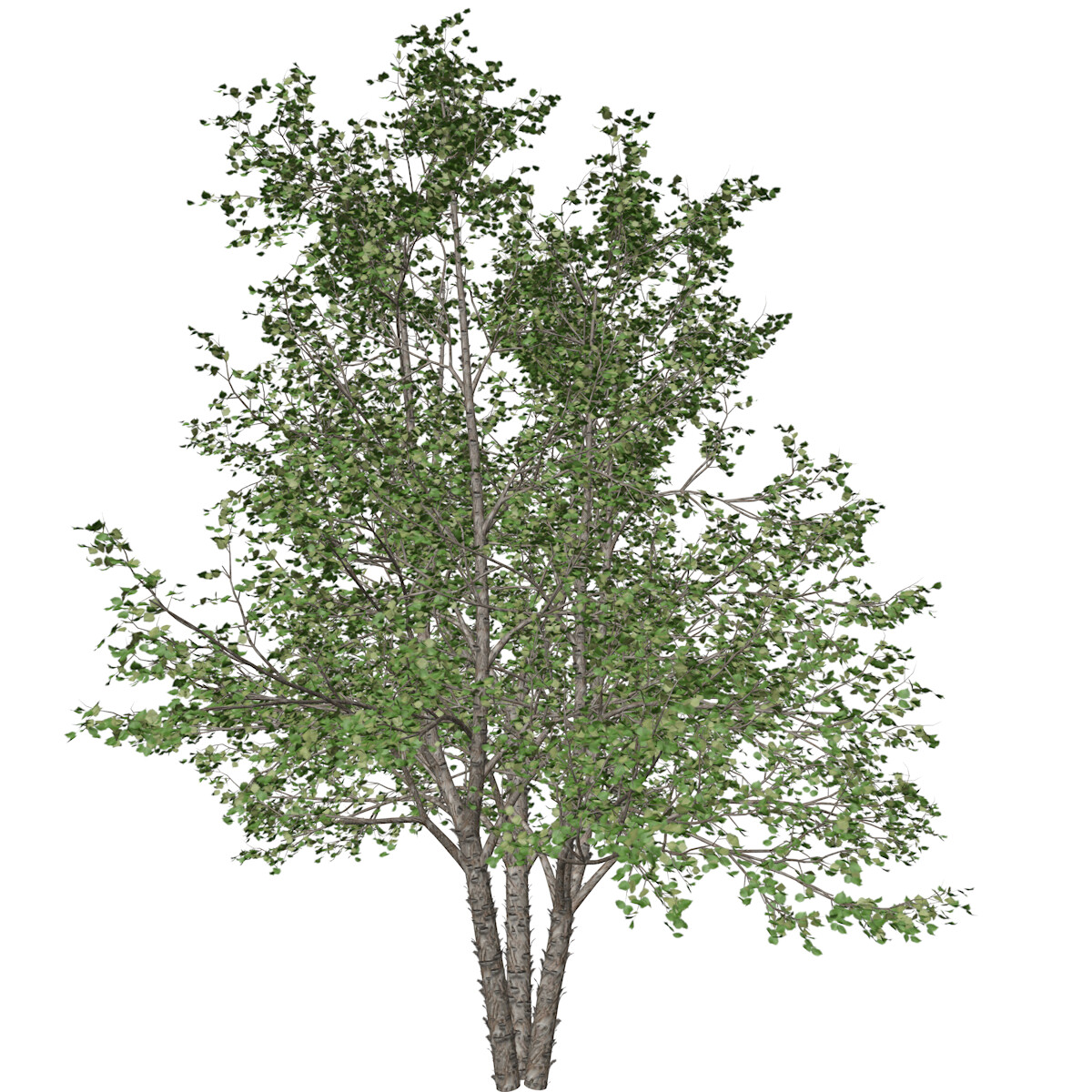 Artstation - River Birch Tree #02 - High Poly Tree (3d Model) 