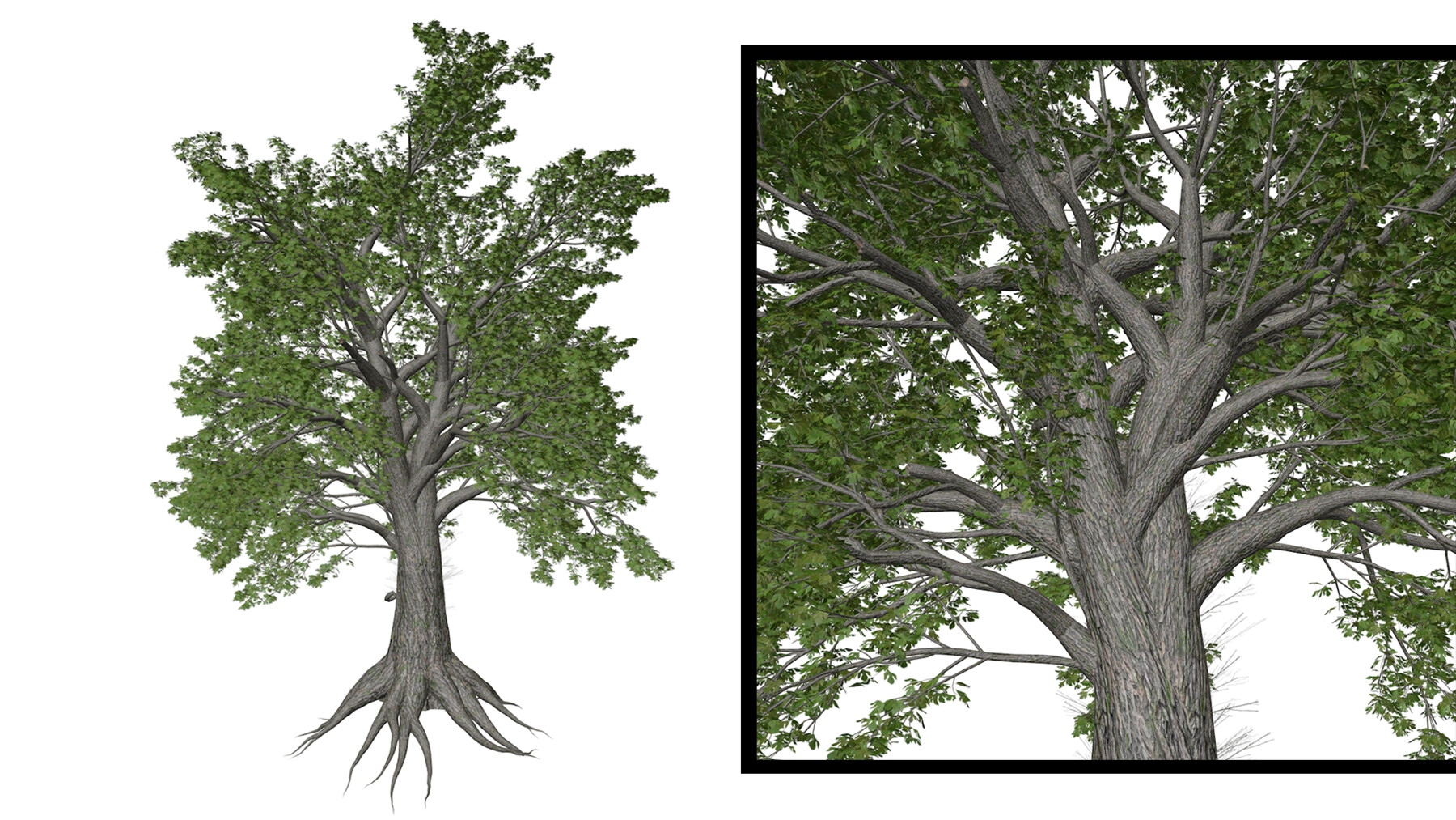 Artstation Sassafras Tree 02 High Poly Tree 3d Model Game Assets