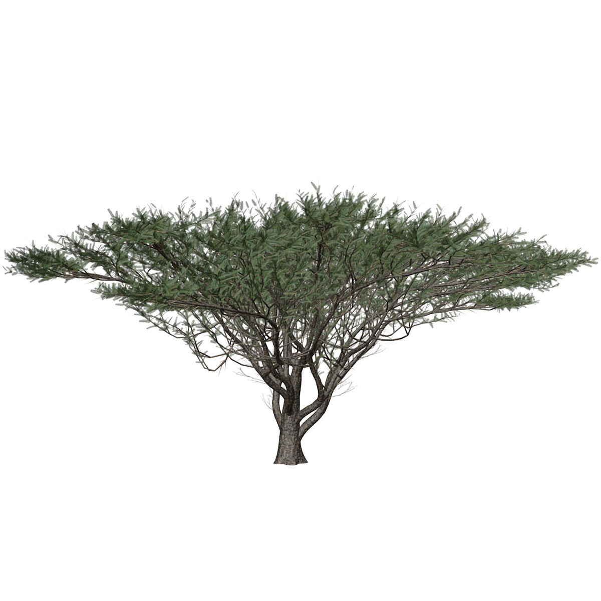 ArtStation Umbrella Thorn Tree 01 High Poly Tree (3D Model) Game