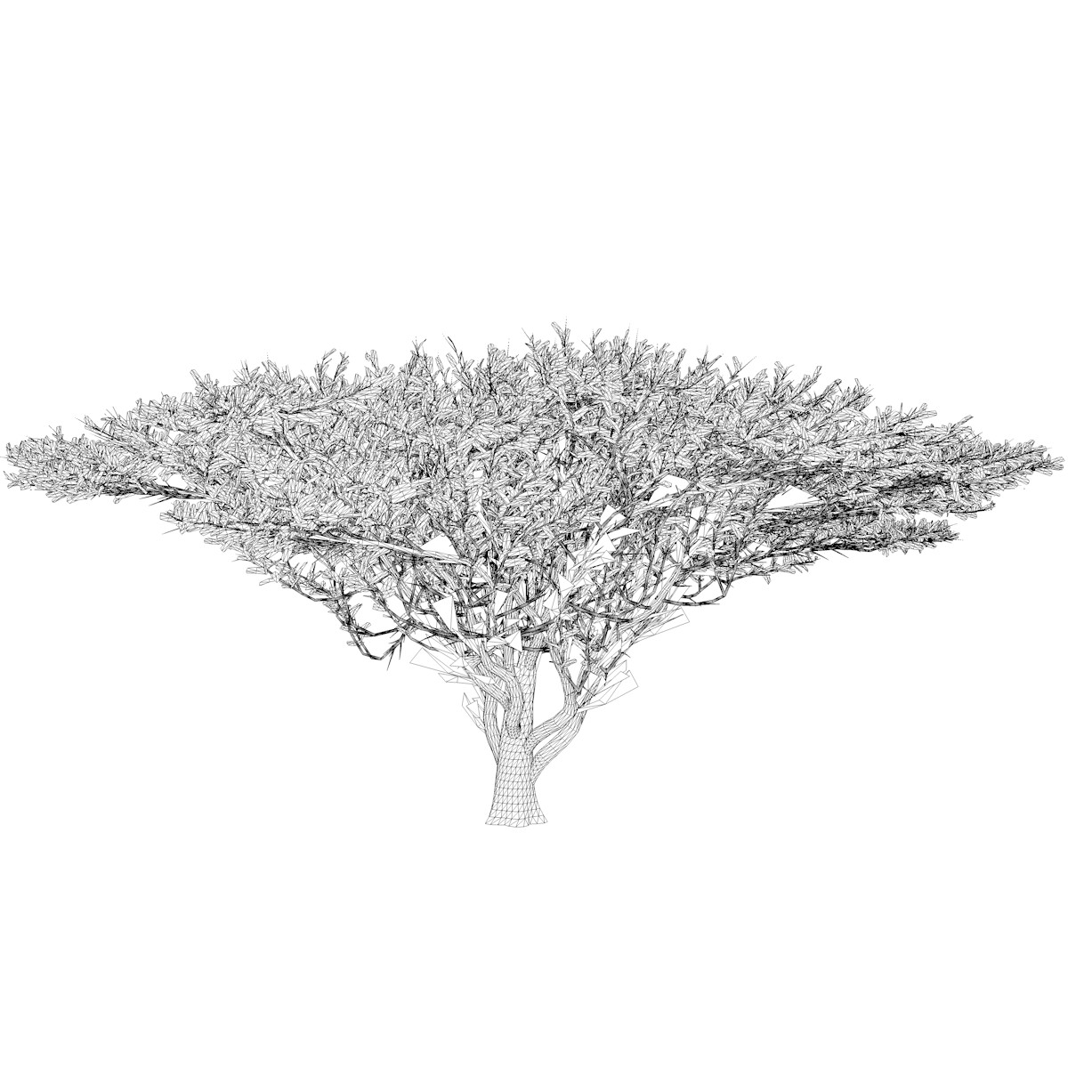 ArtStation - Umbrella Thorn Tree #01 - High Poly Tree (3D Model) | Game ...